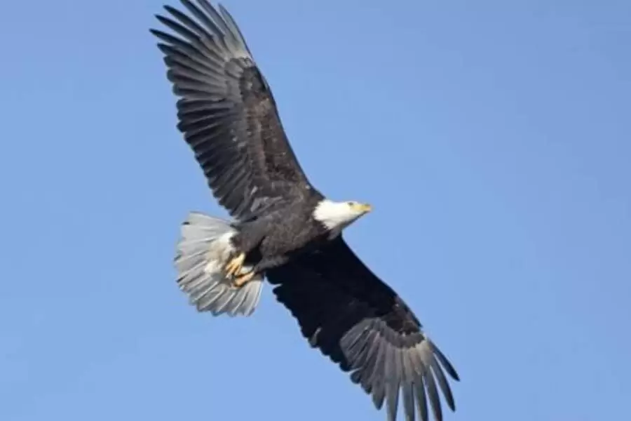 A soaring eagle in a big blue sky.
